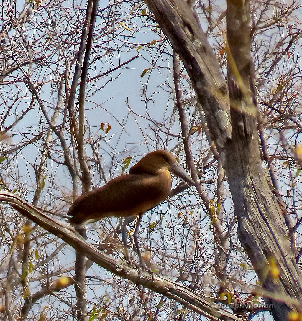 Hamerkop - ML604324171