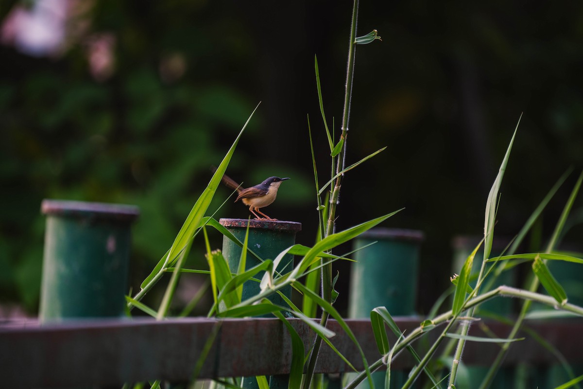 Ashy Prinia - ML604324711