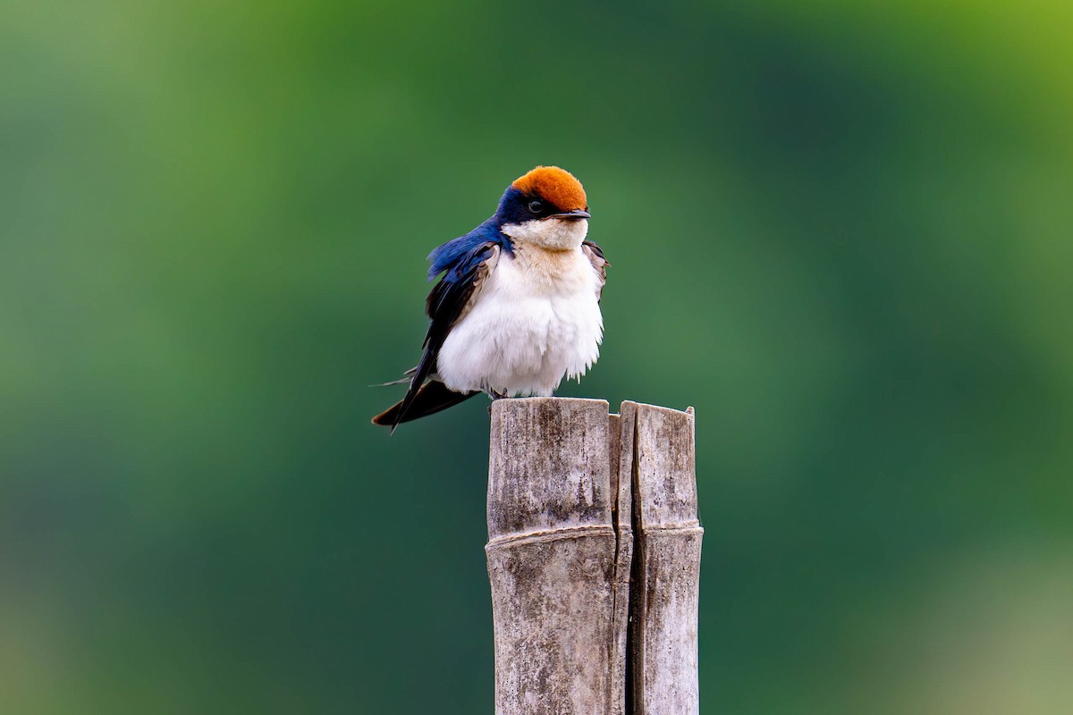 Wire-tailed Swallow - ML604324751