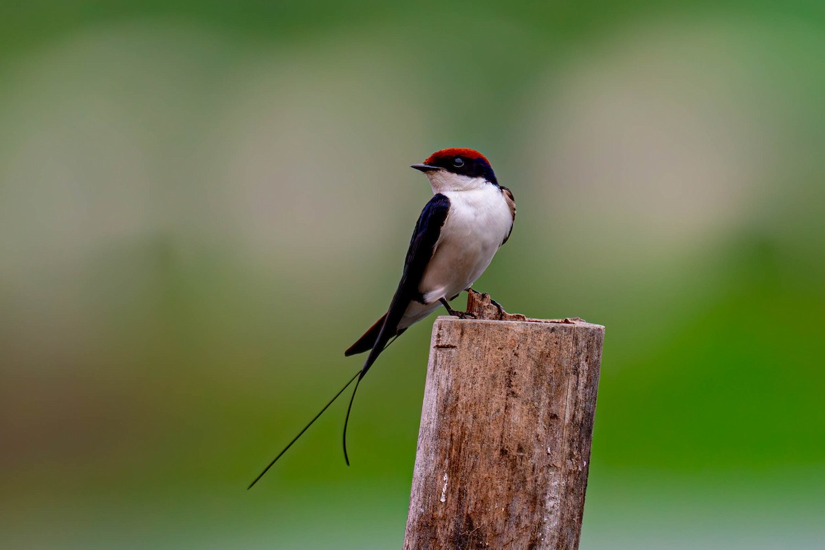Wire-tailed Swallow - ML604324761