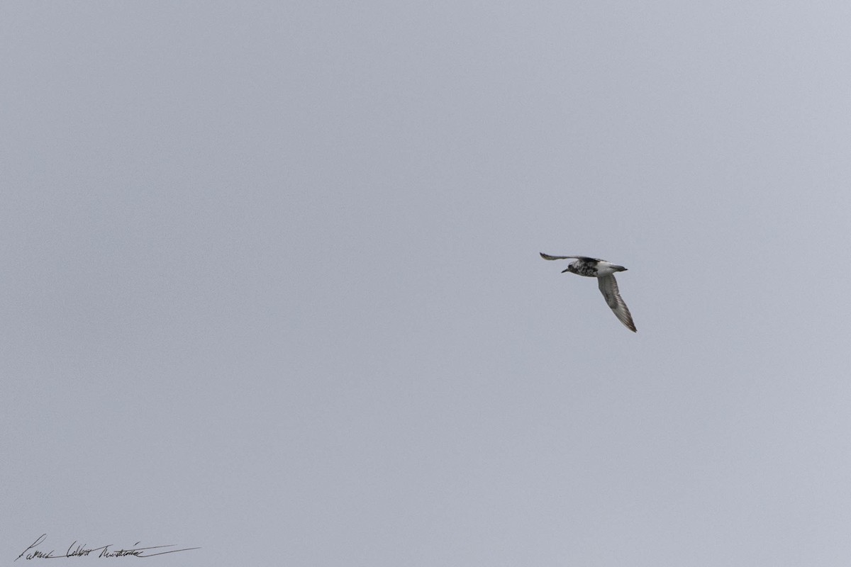 Black-bellied Plover - ML604325211