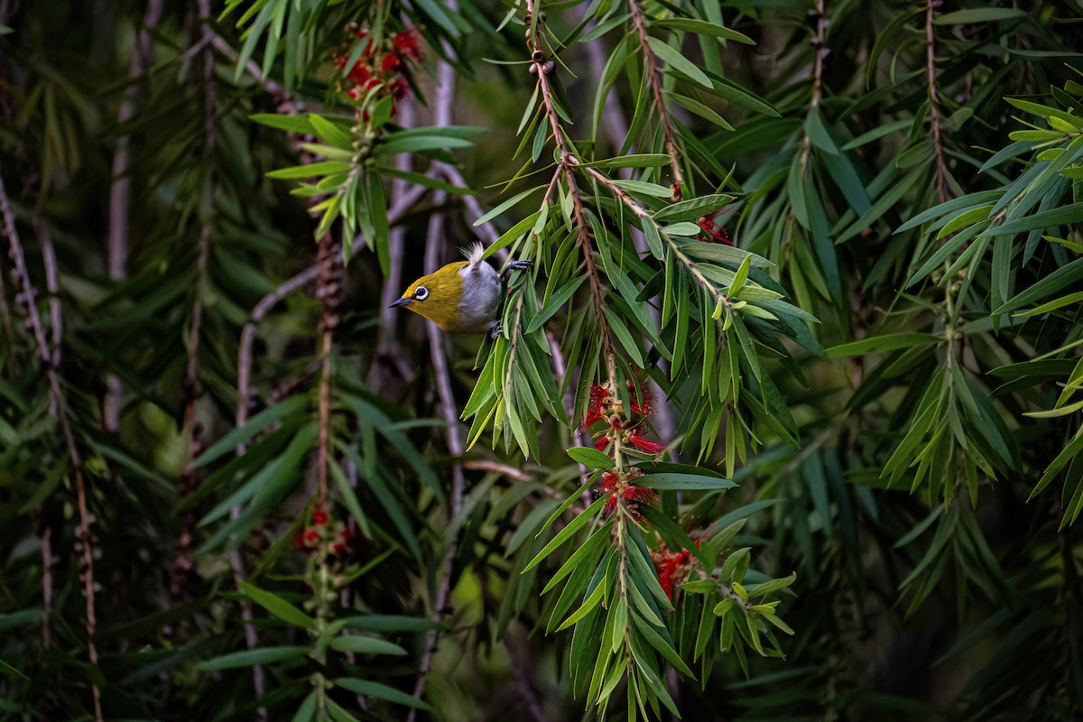 Indian White-eye - ML604325541
