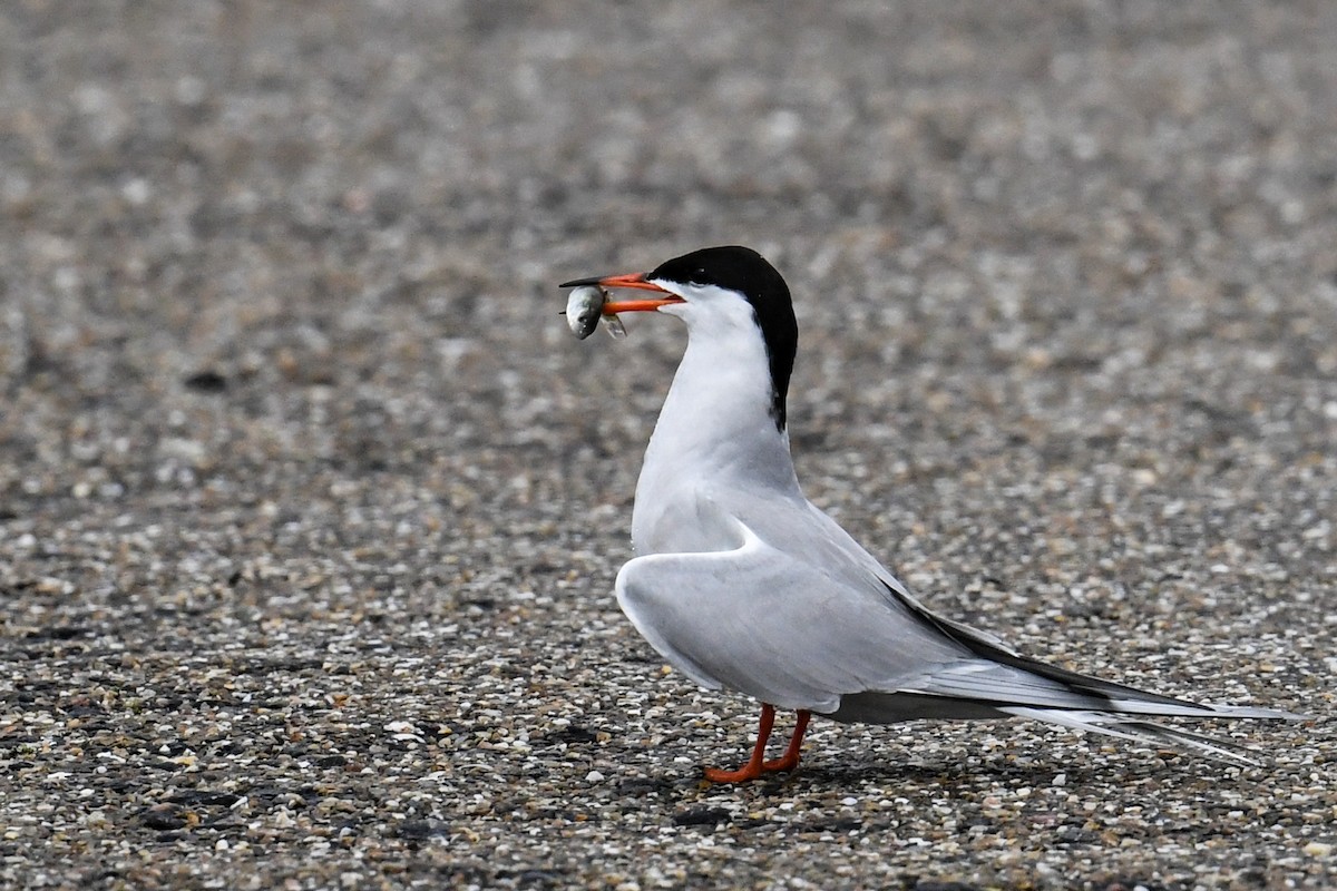 Common Tern - ML604325691