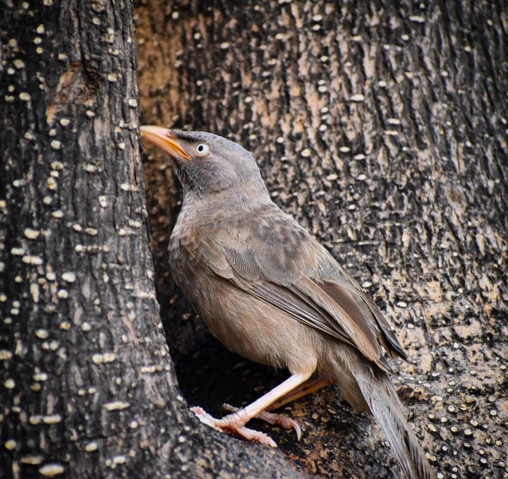Jungle Babbler - ML604325841