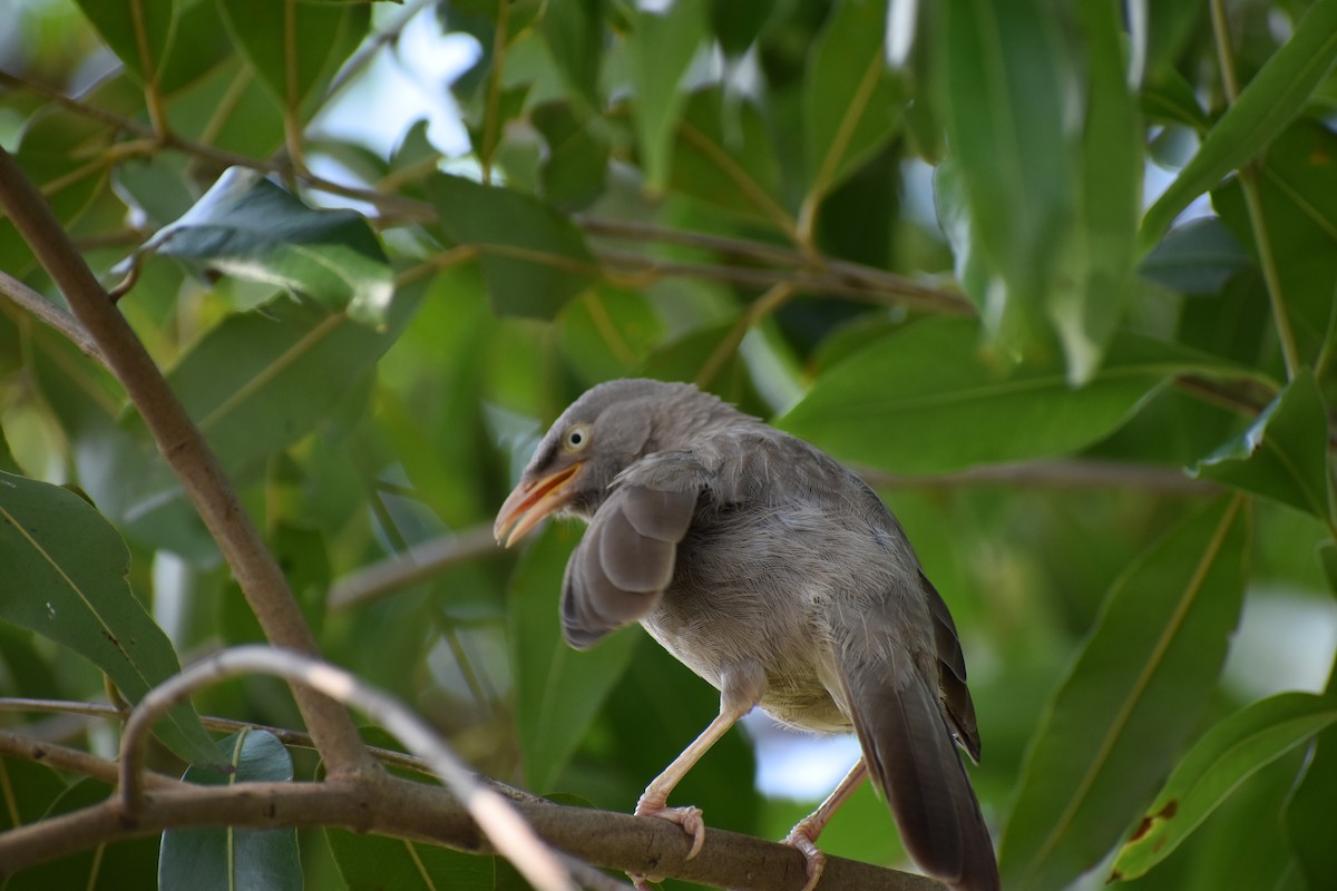 Jungle Babbler - ML604325851