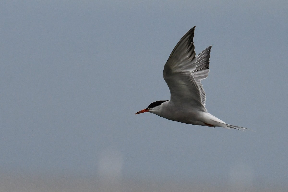 Common Tern - ML604326001