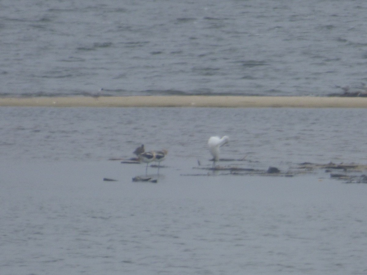 Avoceta Americana - ML604326071