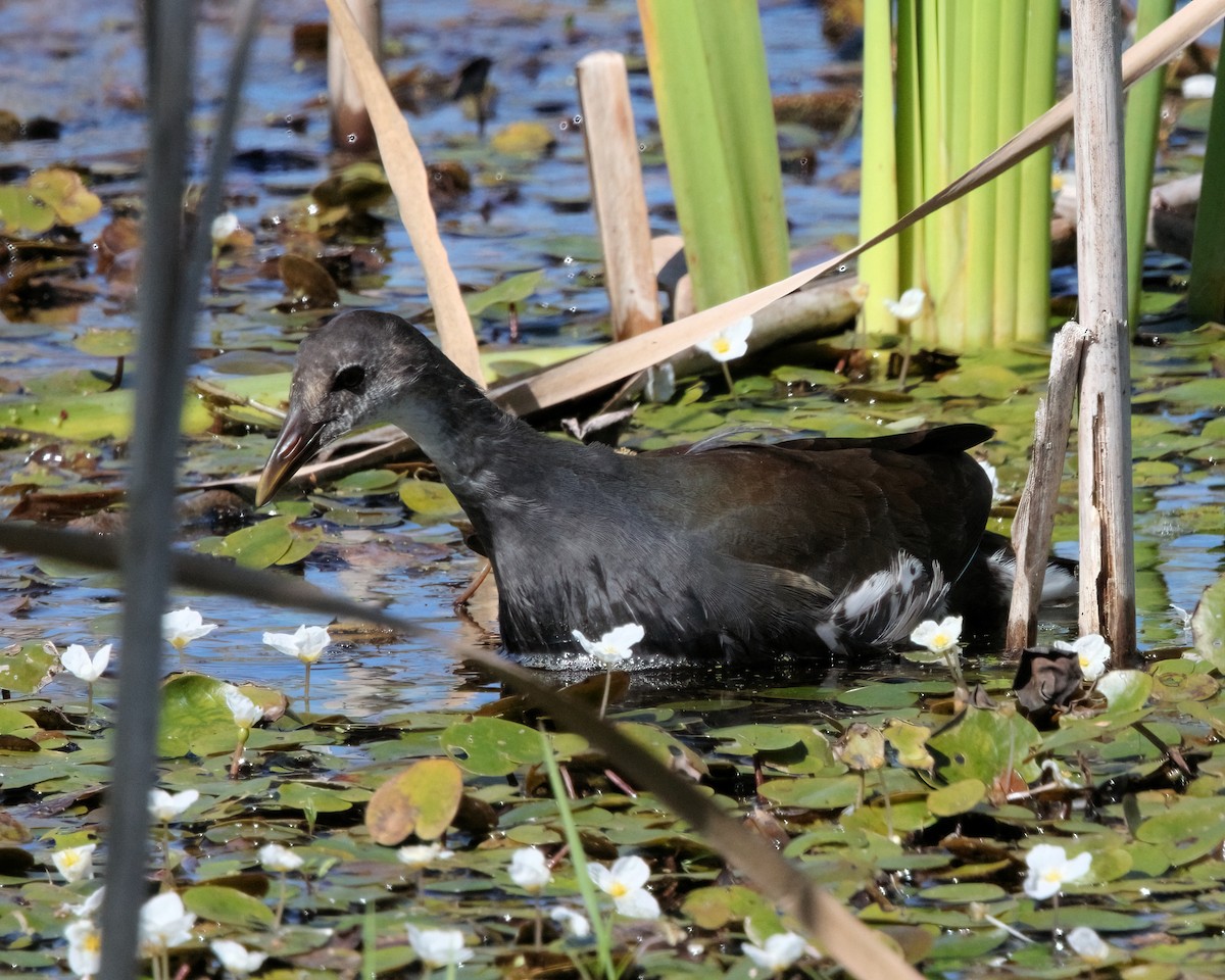 Common Gallinule - ML604326161