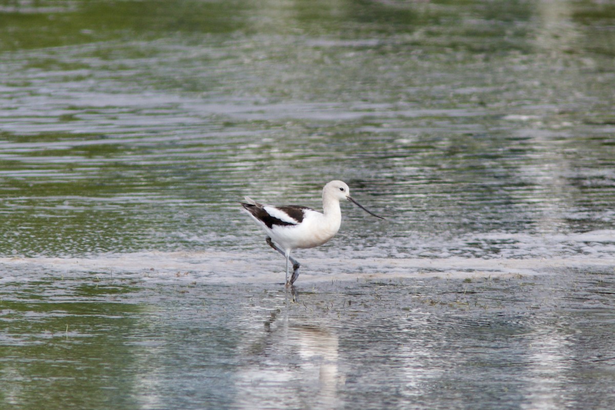 Avoceta Americana - ML604326401