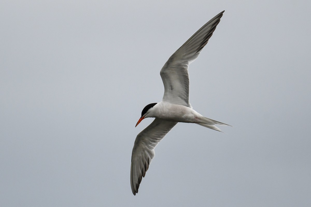 Common Tern - ML604326611