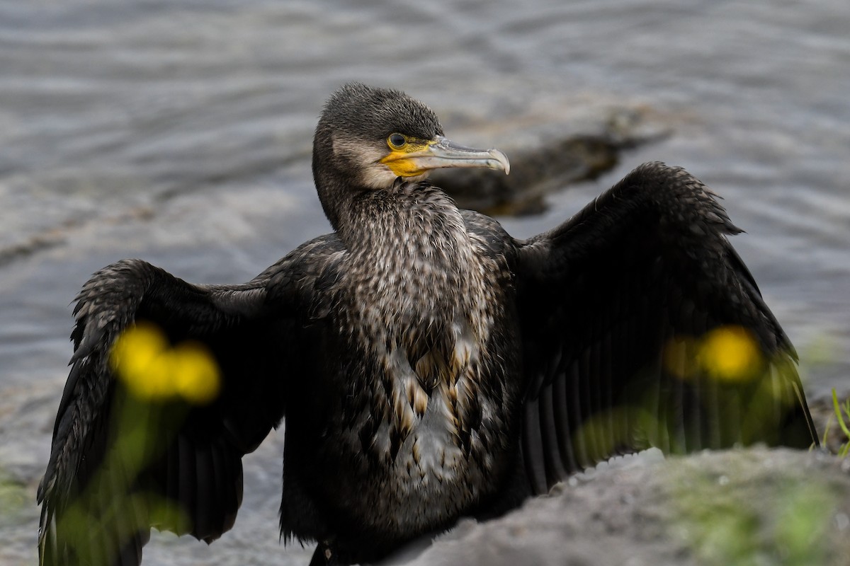 Great Cormorant - Maryse Neukomm