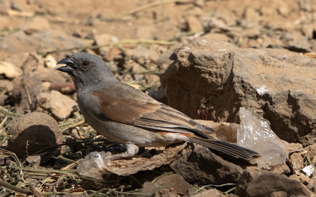 Parrot-billed Sparrow - Corinne Le Doare