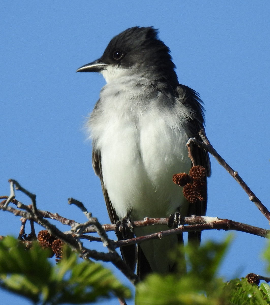 Eastern Kingbird - Shane Sater