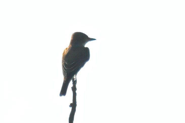 Olive-sided Flycatcher - ML604327741