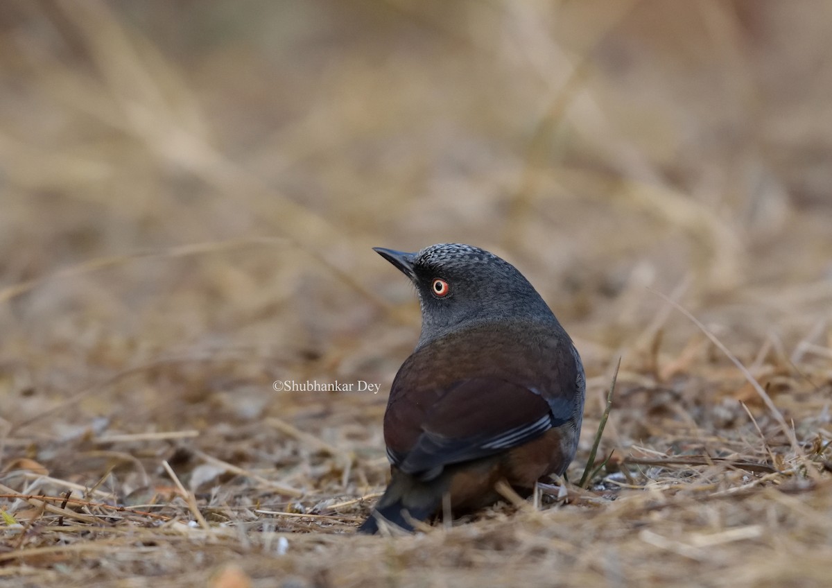 Maroon-backed Accentor - ML604327831