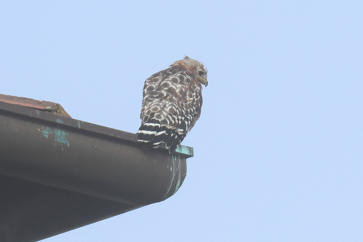 Red-shouldered Hawk - ML604327841