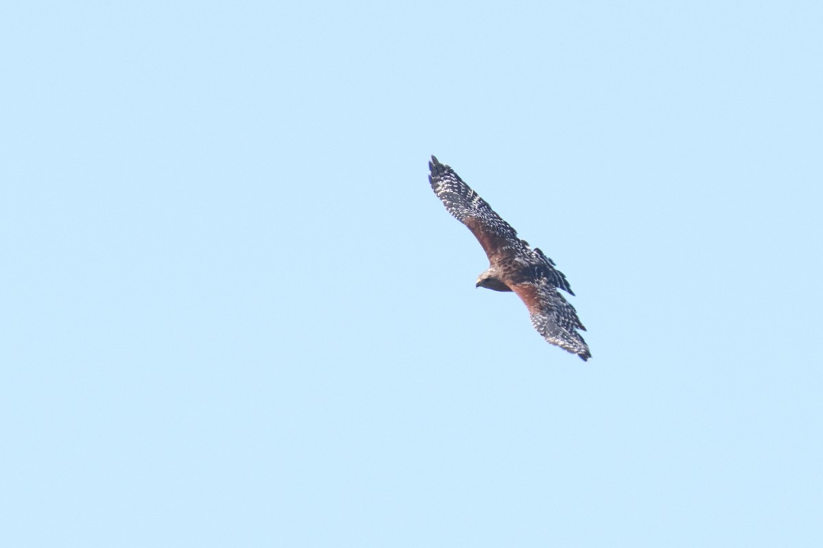 Red-shouldered Hawk - ML604327861