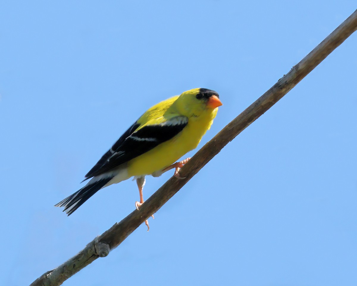 American Goldfinch - ML604327891