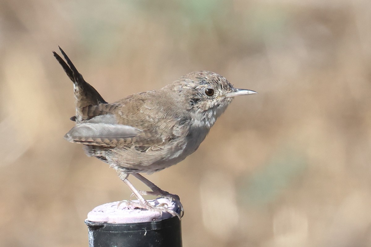 House Wren - ML604327961