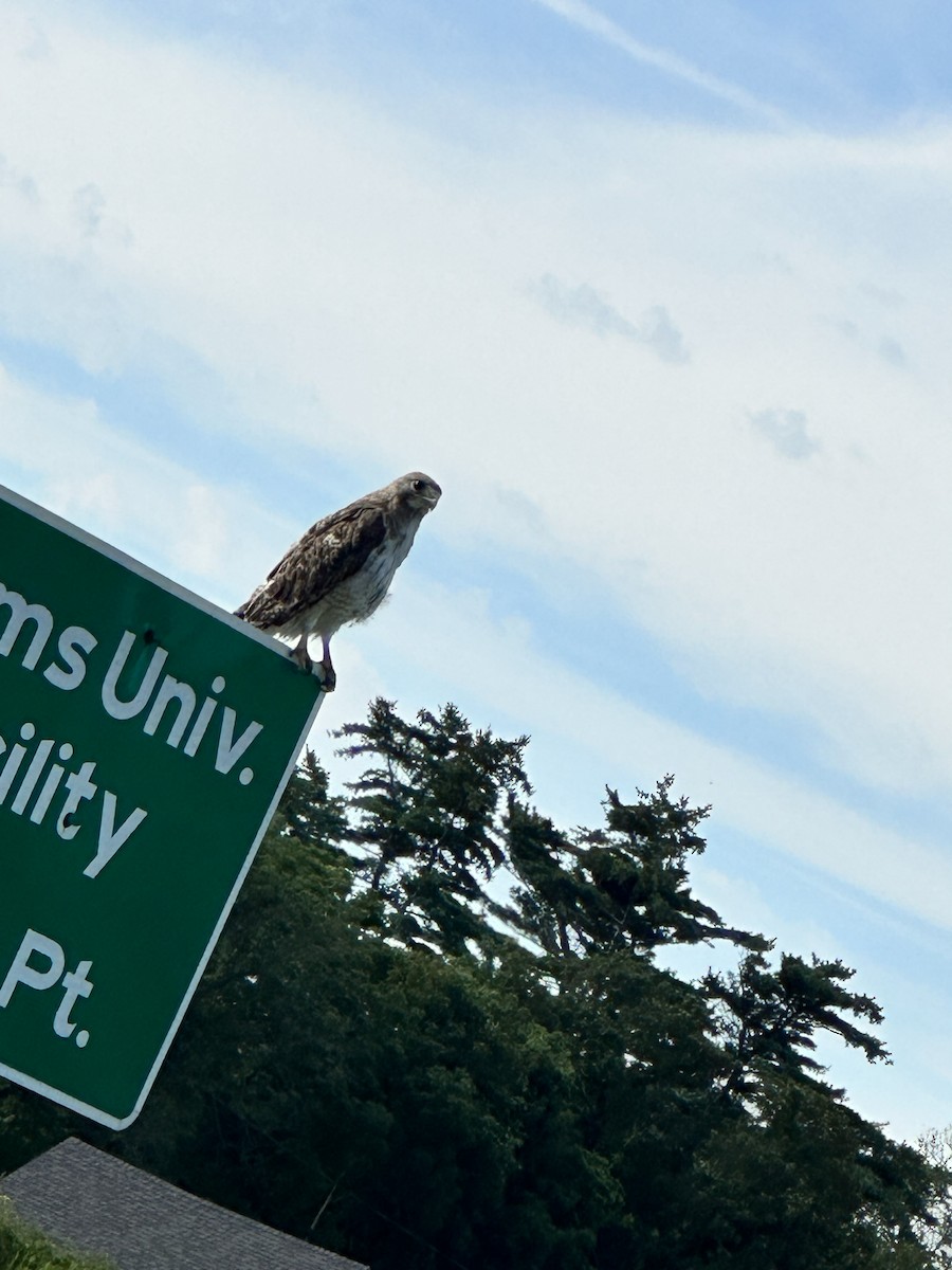 Red-tailed Hawk - ML604327981