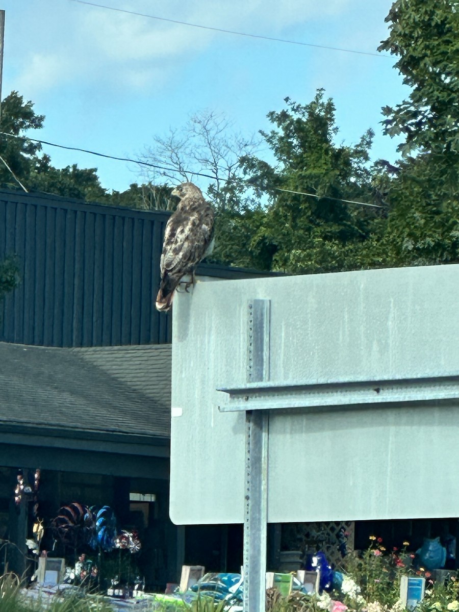 Red-tailed Hawk - ML604327991