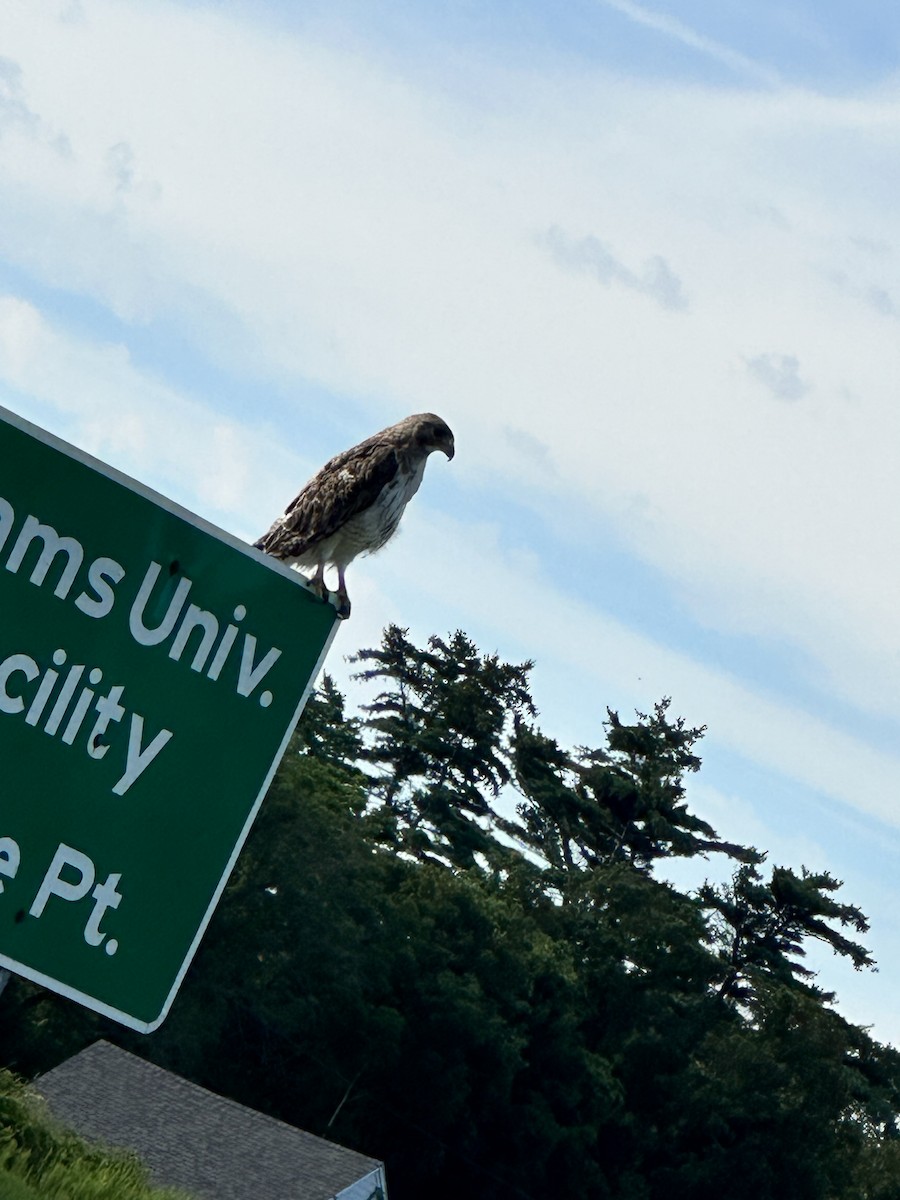 Red-tailed Hawk - ML604328001