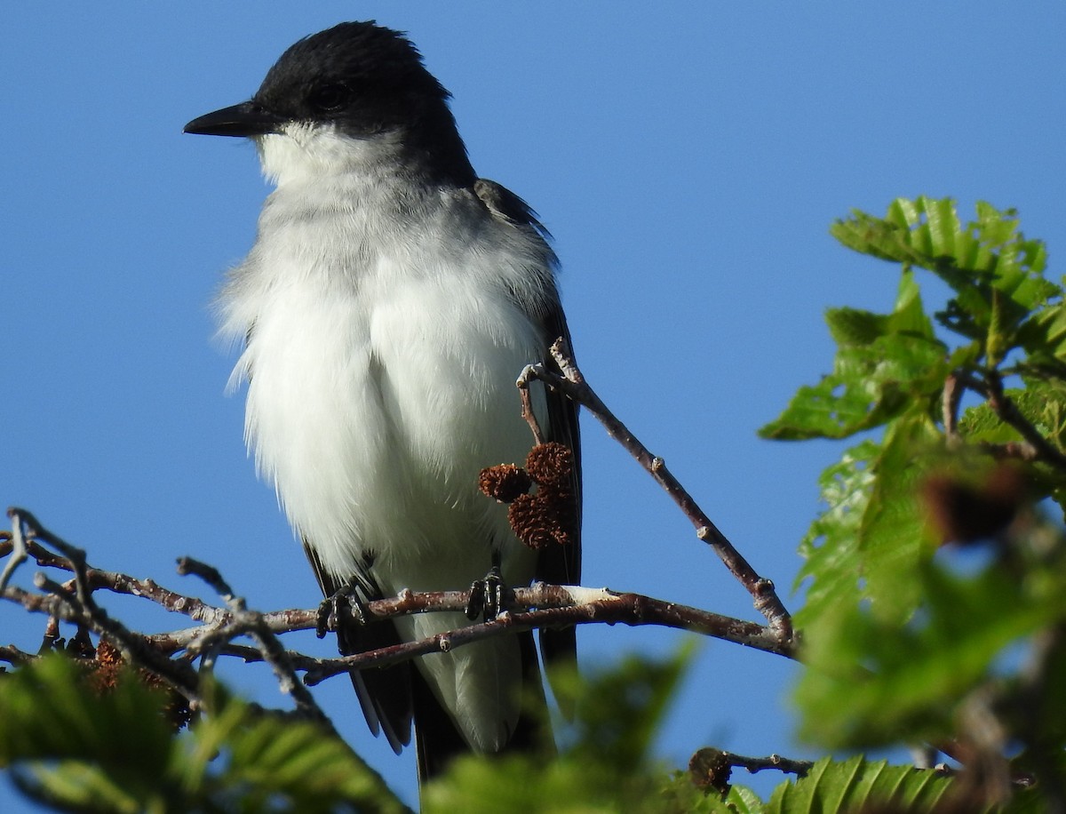 Eastern Kingbird - Shane Sater