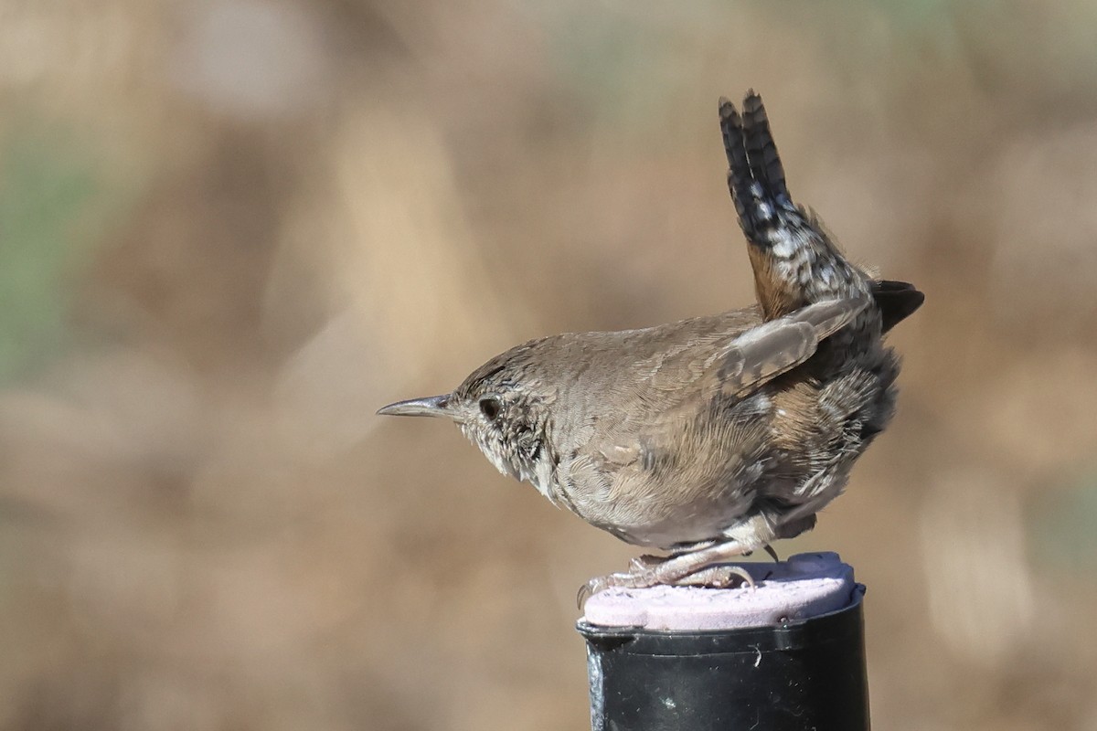 House Wren - ML604328011