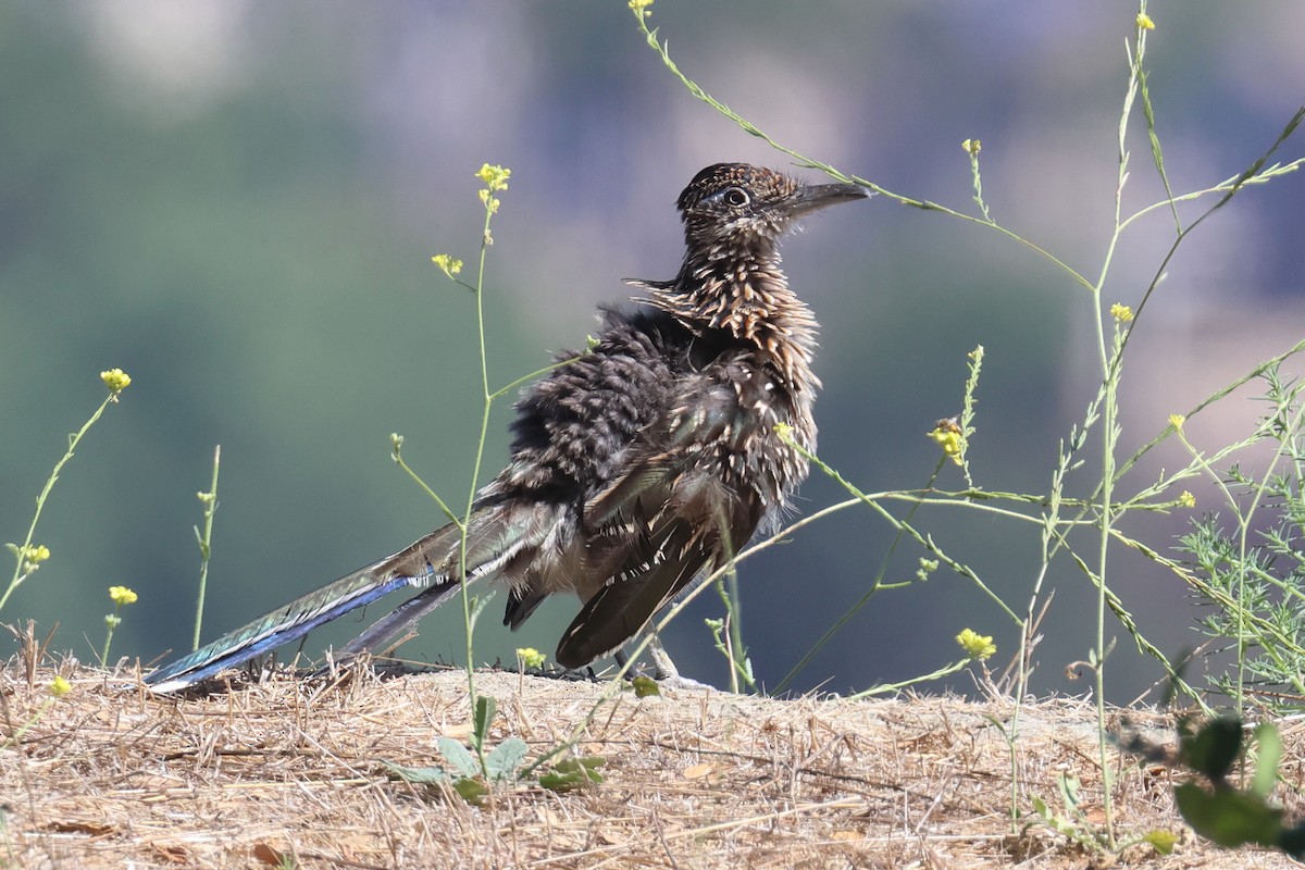 Greater Roadrunner - ML604328241