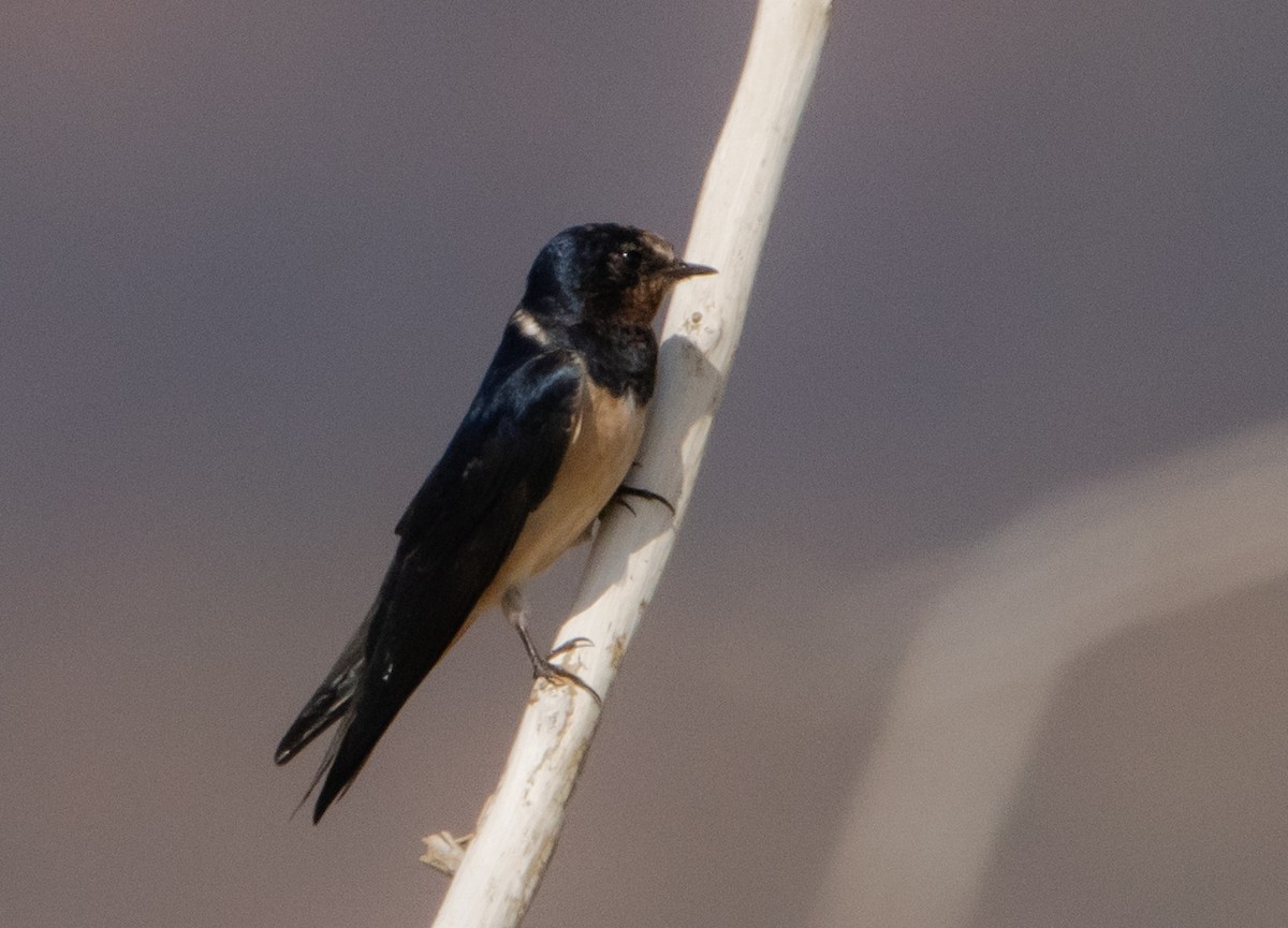 Angola Swallow - ML604328251