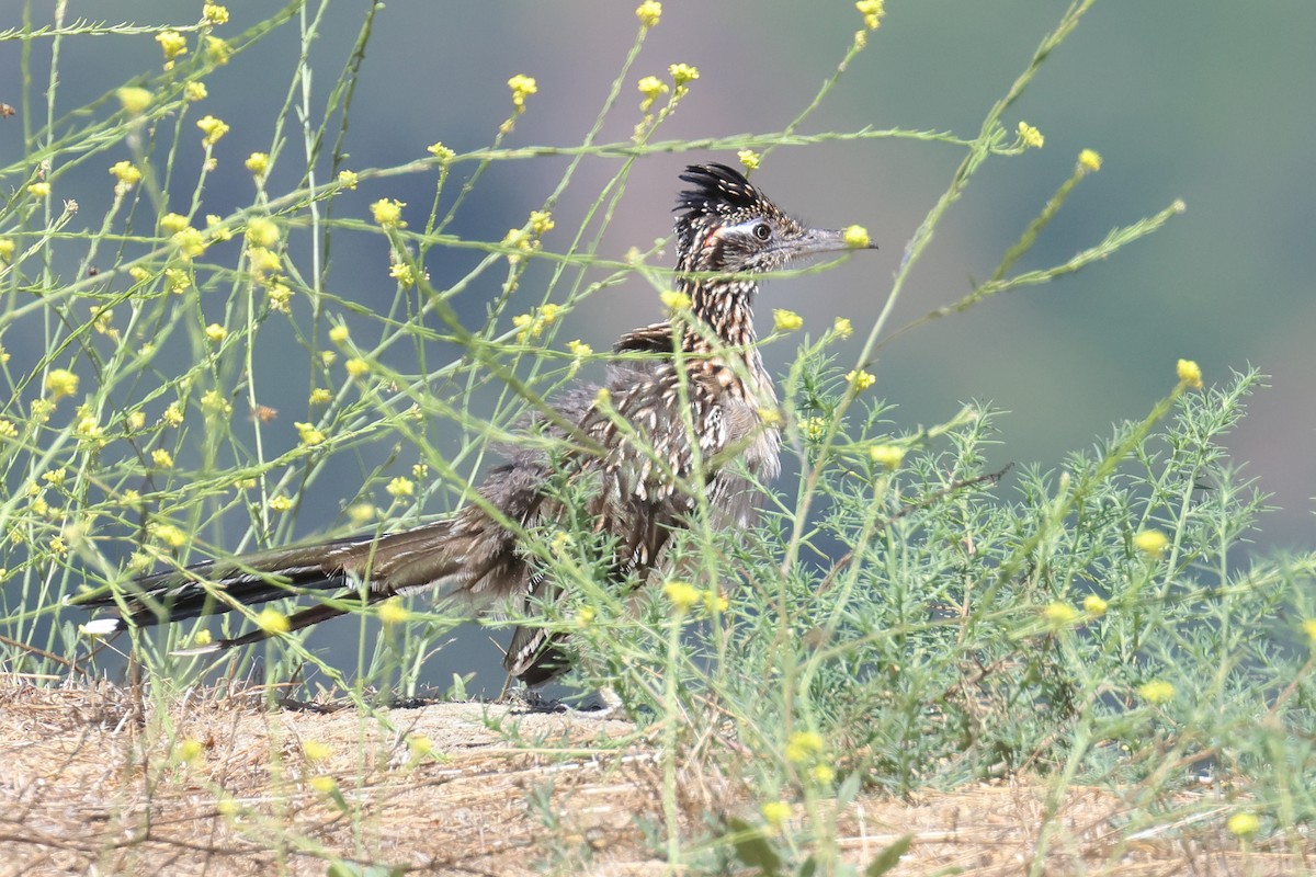 Greater Roadrunner - ML604328261