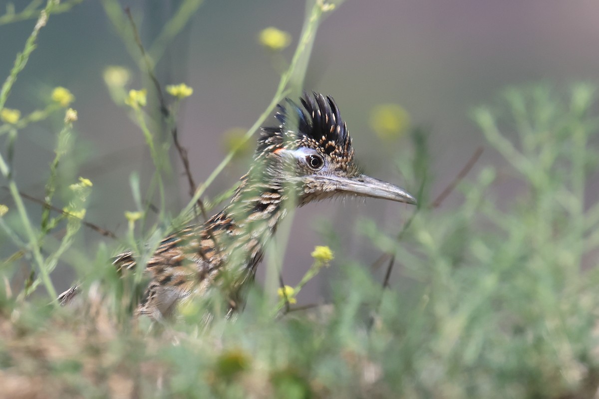 Greater Roadrunner - Tom Fangrow