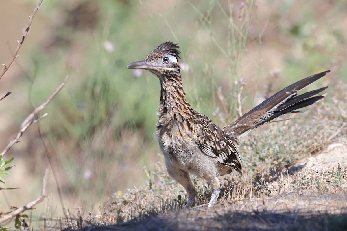 Correcaminos Grande - ML604328311