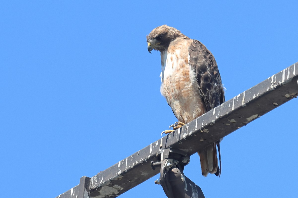 Red-tailed Hawk - ML604328331