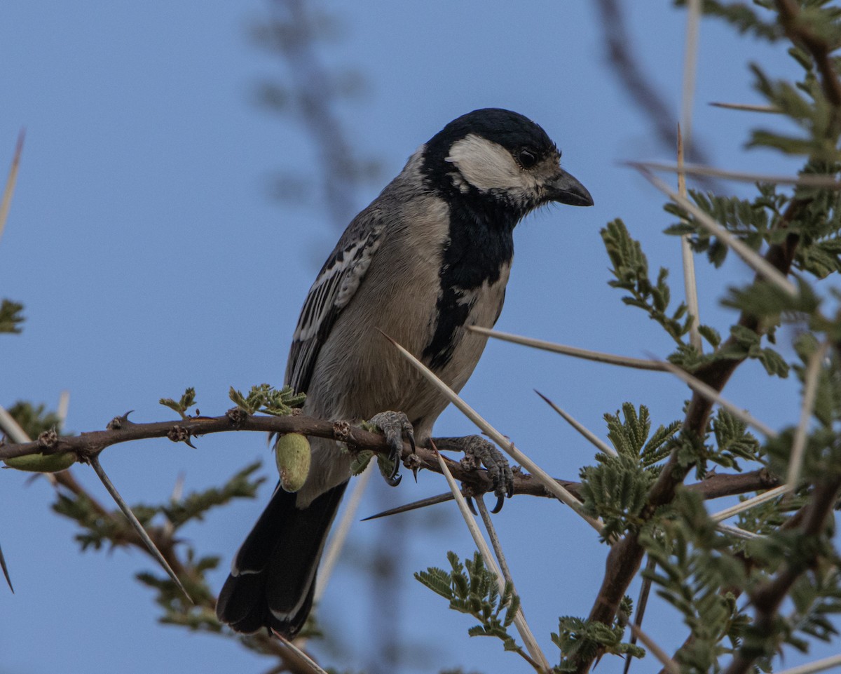 Mésange somalienne - ML604328521