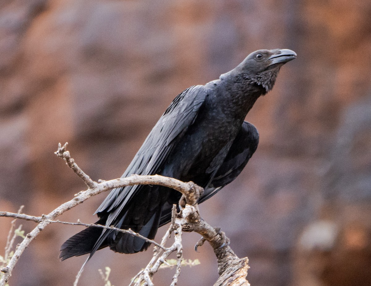 Corbeau à queue courte - ML604328641