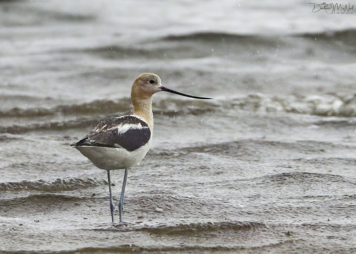 Avocette d'Amérique - ML604329441