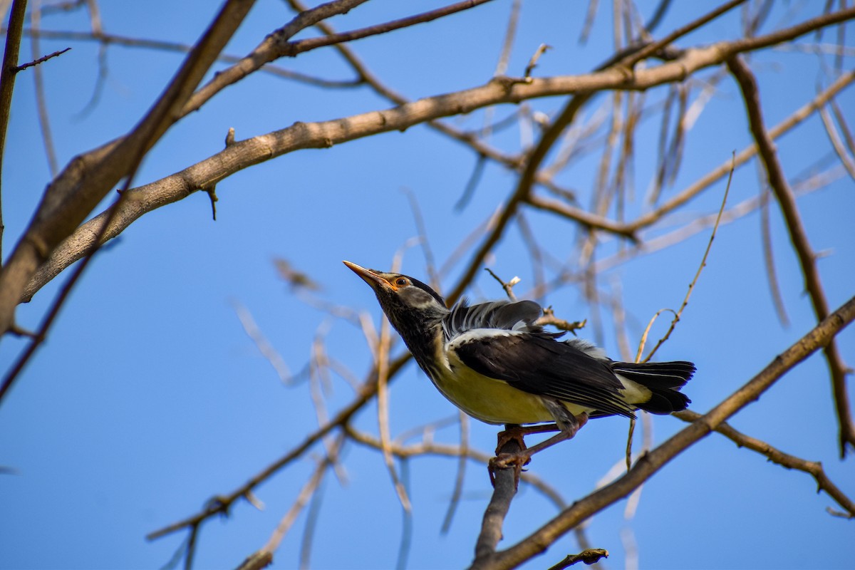 Indian Pied Starling - ML604329451
