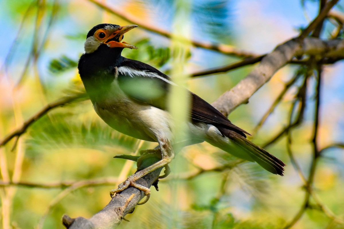 Indian Pied Starling - ML604329461