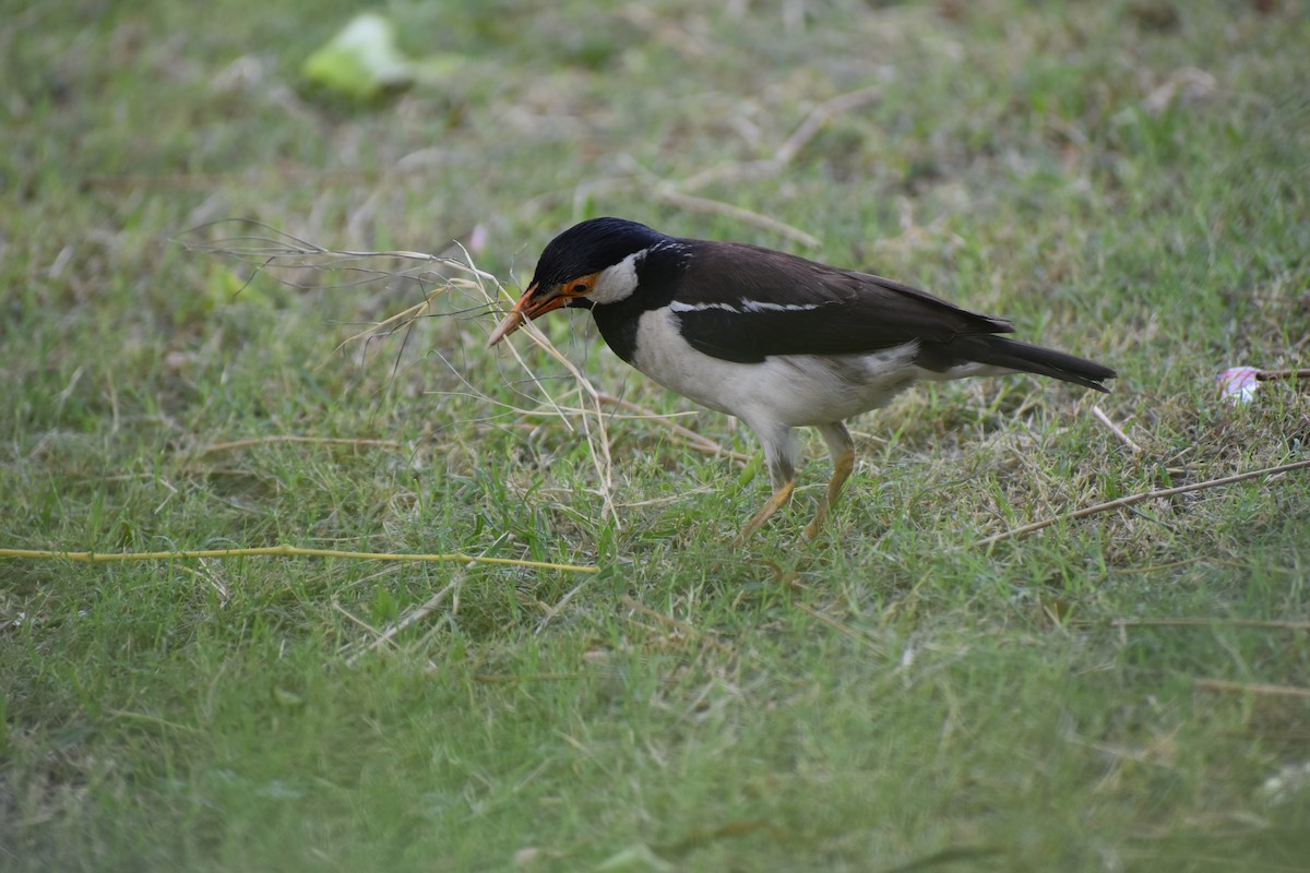 Indian Pied Starling - ML604329471