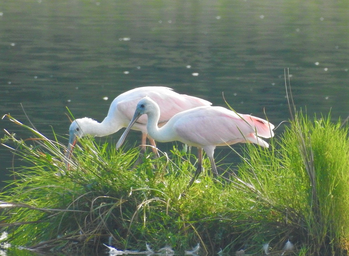 Roseate Spoonbill - ML604329491