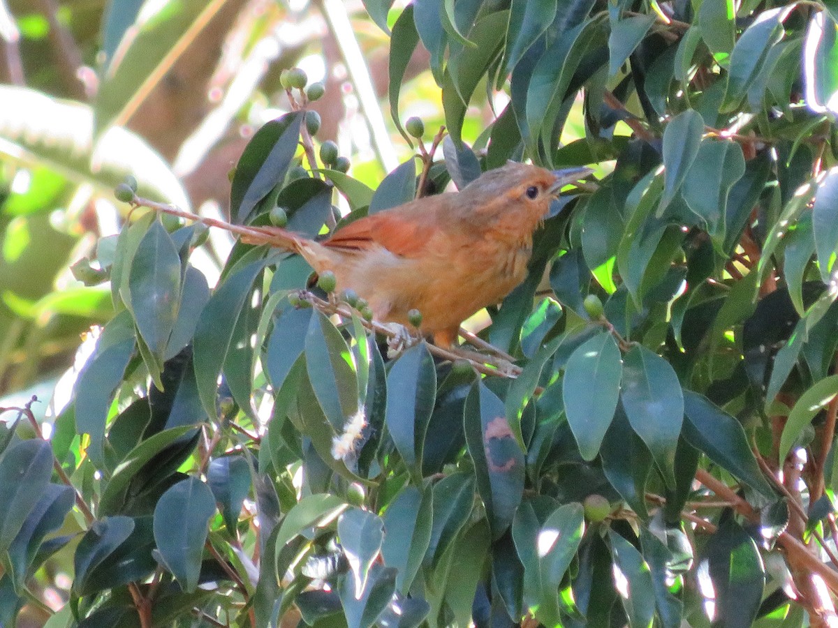 Buff-fronted Foliage-gleaner - ML604329801