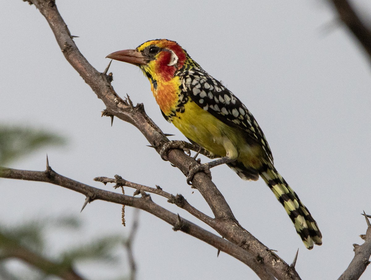 Red-fronted Tinkerbird - ML604329911