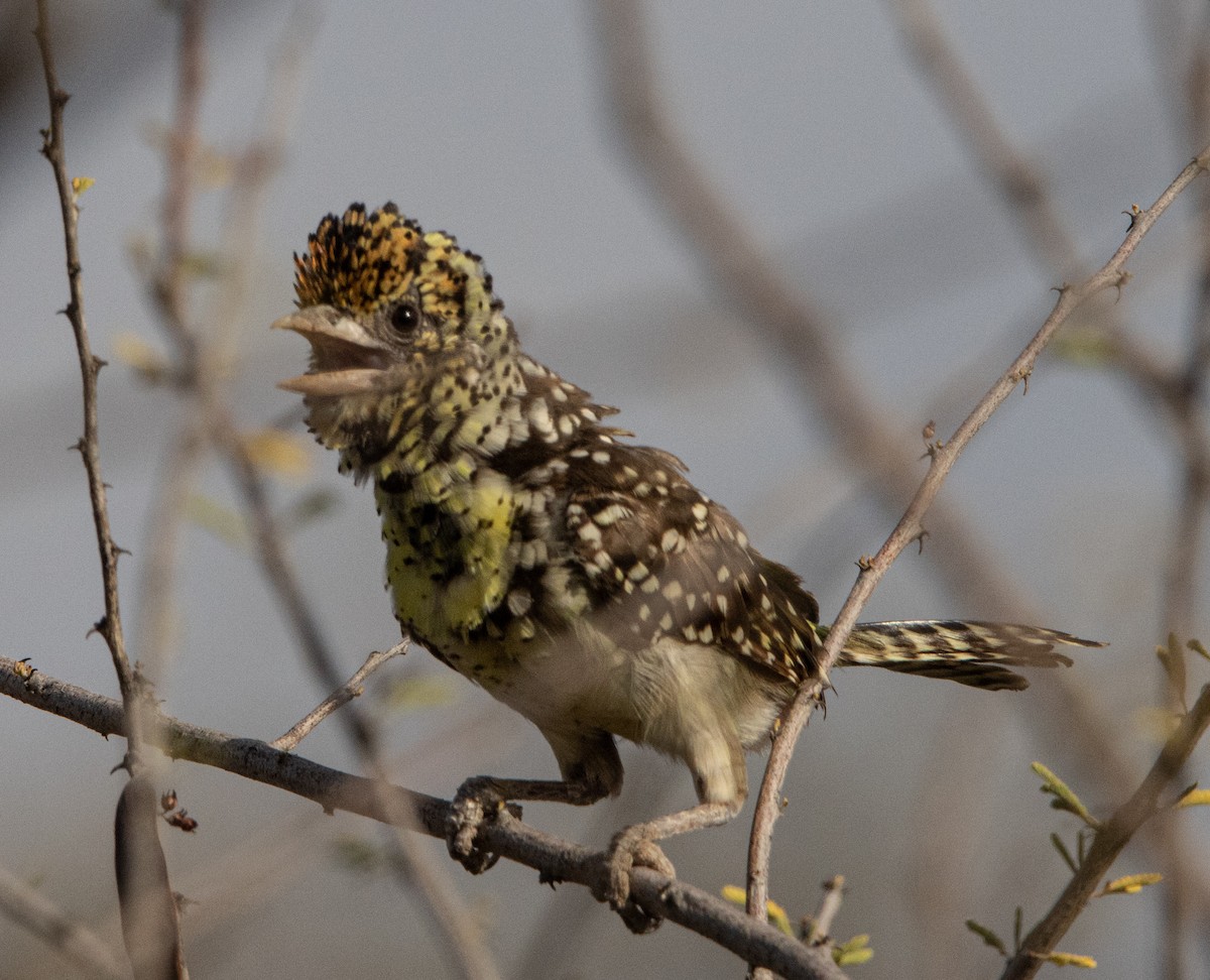 Ohrfleck-Bartvogel - ML604330001