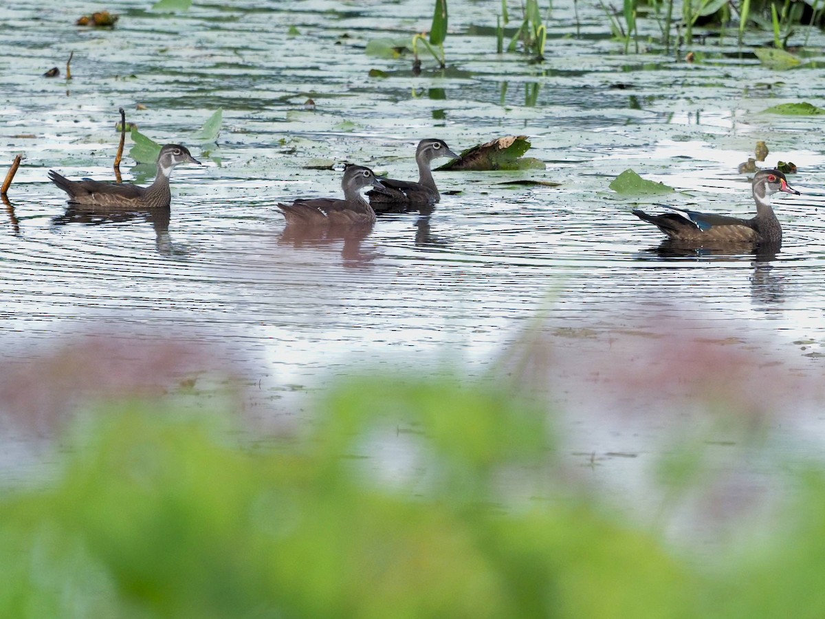 Wood Duck - ML604330621