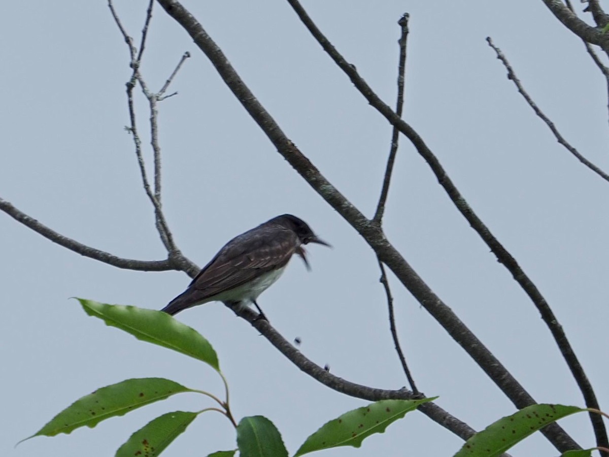 Eastern Kingbird - ML604330961