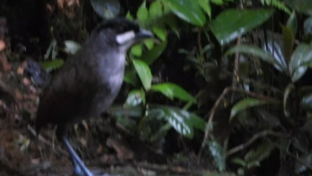 Jocotoco Antpitta - ML604331651