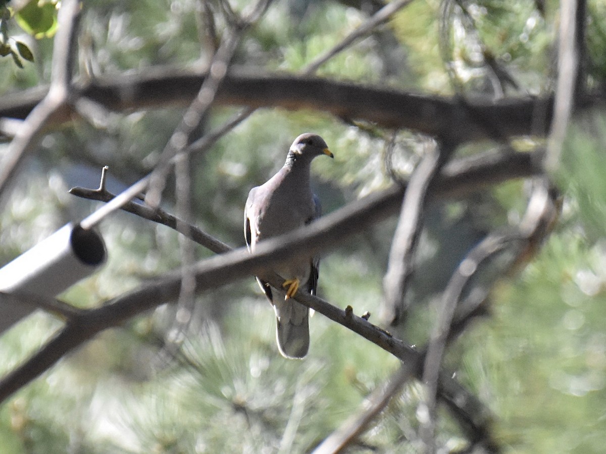 Band-tailed Pigeon - ML604332351
