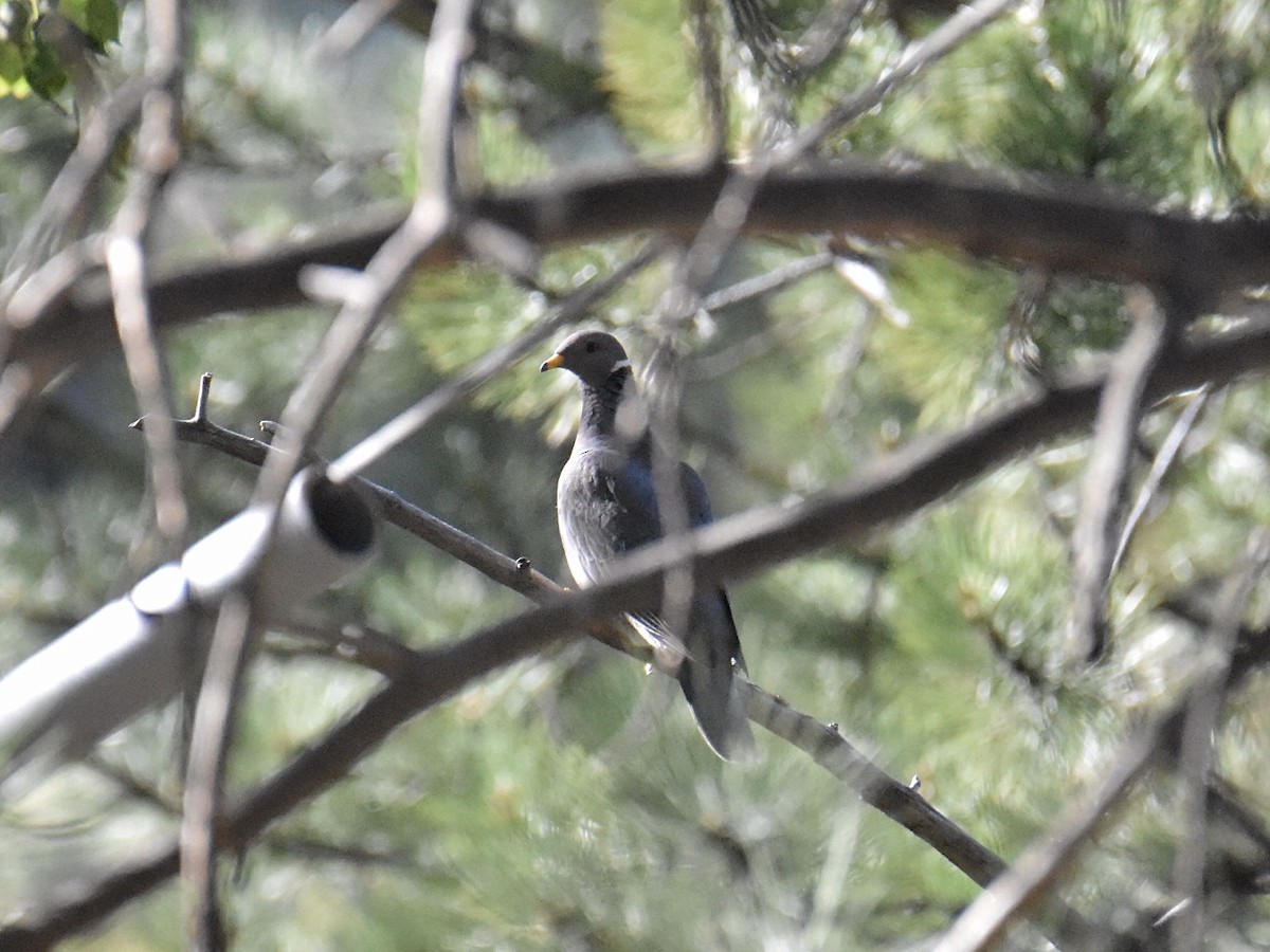 Band-tailed Pigeon - ML604332361