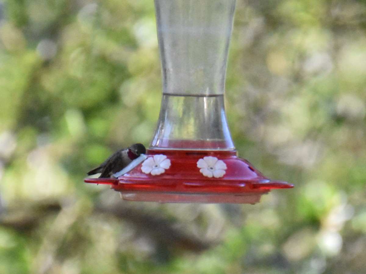 Broad-tailed Hummingbird - ML604332461